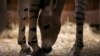 CHILE-FOAL