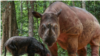 Rosa, badak sumatera, melahirkan anak betina di Suaka Rhino Sumatera Taman Nasional Way Kambas (SRS TNWK), Lampung pada 24 Maret 2022. (Foto: Humas KLHK)