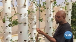 Agricultura aeropónica: uma solução amiga do ambiente
