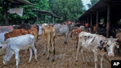 India Cattle Disease