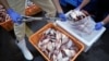 FILE: Staf lokal membungkus sampel ikan ke dalam kotak pendingin untuk tim ahli dari Badan Energi Atom Internasional (IAEA) bersama ilmuwan dari China, Korsel dan Kanada di Pelabuhan Hisanohama, Kamis, 19 Oktober 2023 di Iwaki, timur laut Jepang. (Eugene Hoshiko/Pool via REUTERS)