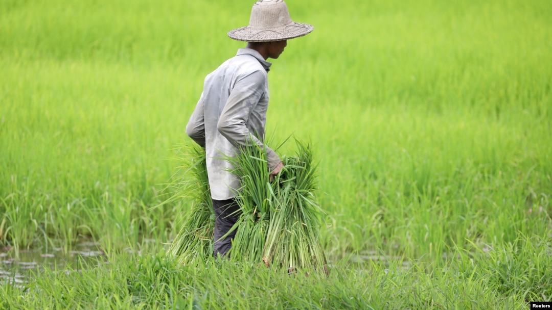 ရန်ကုန်မြို့အနီးလယ်ယာမြေမှာ အလုပ်လုပ်ကိုင်နေတဲ့ လယ်သမားတဦး (ဩဂုတ် ၂၊ ၂၀၁၉)