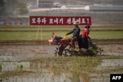 북한 남포의 협동농장에서 모내기를 하고 있다. (자료사진)