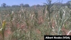 Amasimu esigabeni se Matabeleland South.