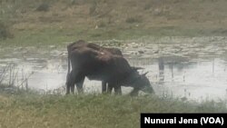 Mombe dzakawanda hadzichina hutano hwakanaka nekuda kwekushaya mafuro nemvura.