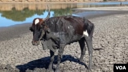 Cattle dying in Matabeleland South