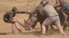 Seekor badak dibius sebelum sebuah lubang dibor ke culanya dan isotop dimasukkan dengan hati-hati, di sebuah pusat perawatan badak di provinsi Limpopo, Afrika Selatan, 25 Juni 2024.