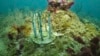 Scientists struggle to protect infant corals from hungry fish 