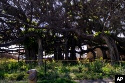Novo lišće počelo je da raste na 150-ogodišnjem stablu banjana koje je izgorelo u požaru.