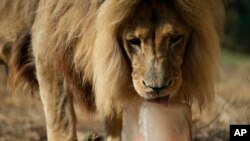 Tiembe, 15-godišnji lav iz Angole, liže zamrznuti doručak - crveno meso i kosku, u atinskom zoološkom vrtu (FOTO: AP Photo/Thanassis Stavrakis)