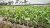 Para aktivis menyampaikan kekhawatiran bahwa proyek penyimpanan pangan skala besar seperti food estate bukanlah solusi ketahanan pangan namun justru memperburuk krisis pangan dan iklim. (Foto: Courtesy/Greenpeace Indonesia)