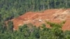 Sebuah truk mengangkut tanah yang mengandung bijih nikel dari tambang di hutan yang ditebang di Halmahera, 19 Maret 2012. (Foto: REUTERS/Neil Chatterjee)
