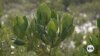 Mangrove planting in Pakistan yields return 