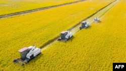 Foto udara menunjukkan kombinasi panen padi di Nantong, provinsi Jiangsu, China timur Oktober 2023 (foto: dok). Harga pangan global turun dari rekor tertingginya pada tahun 2022, kecuali harga beras dan gula yang mengalami kenaikan.