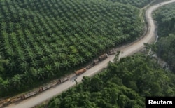 Truk terlihat di dekat perkebunan kelapa sawit di sebuah desa yang terletak di dekat ibu kota baru Indonesia, IKN, di Sepaku, Kalimantan Timur, 8 Maret 2023. (REUTERS/Willy Kurniawan)