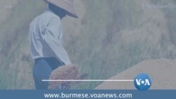 နိုင်ငံတကာ ဈေးကွက်နဲ့ မြန်မာ့ဆန် အရည်အသွေး