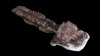 Kerangka hampir lengkap dari fosil makhluk mirip salamander raksasa yang ditemukan di Namibia, disimpan di laboratorium Paleontologi di Cape Town, Afrika Selatan, 2 Juli 2018. (Claudia Marsicano via AP)