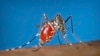 Researchers blame climate change for one fifth of dengue cases