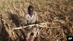 FILE - James Tshuma, a farmer in Mangwe district in southwestern Zimbabwe, stands in the middle of his dried-up crop field amid a drought, in Zimbabwe, March, 22, 2024.