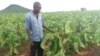 Murimi wefodya kuMashonaland West.