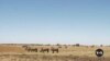 South African journalists winning battles in war against environmental crime