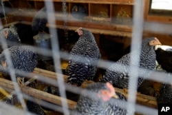 Soaring Egg Prices