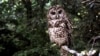 US Agency Proposes California Spotted Owl Protection