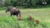 Nature | Moose in Alaska