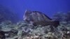 Sensors, Satellites Monitor Water Quality in Australia’s Great Barrier Reef 