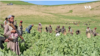 Afghan farmers grow poppies despite Taliban’s ban