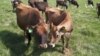 Nature | Dairy Farm 
