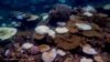 Warming oceans hit coral reefs with 4th massive bleaching event, NOAA says