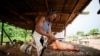 FILE - Bushmeat seller removes a spine from a brush-tailed porcupine at a market in Emure-ile, Ondo, Nigeria, Aug. 28, 2019. 