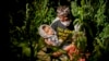 FILE - In this Aug. 18, 2021, photo, Afghan migrants sit in the countryside in Tatvan, in Bitlis Province, eastern Turkey. 
