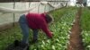 Community Supported Farming