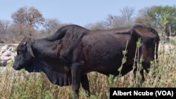 Gwanda livestock hunger
