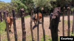 Livestock at risk of wildlife attacks