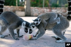 Grupa lemura uživa u voćnom sladoledu (FOTO: AP/Thanassis Stavrakis)