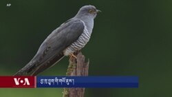 བྱ་ཁུ་བྱུག་གིས་རང་གི་བྱིའུ་ཕྲུག་གཞན་ལ་གསོ་བཅུག་པའི་གཡོ་ཇུས་།