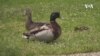 Urban Wildlife | Washington DC