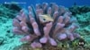 Pacific Islands Making Progress Toward Ocean Preservation Goal 