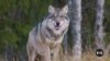 California’s Sequoia National Forest Has New Residents: Gray Wolves