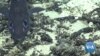 US Proposal for Remote Pacific Marine Sanctuary Draws Mixed Response
