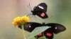 Wildlife Lovers Urged to Join UK’s Annual Butterfly Count