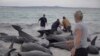 Puluhan Paus Terdampar di Pantai Australia Barat
