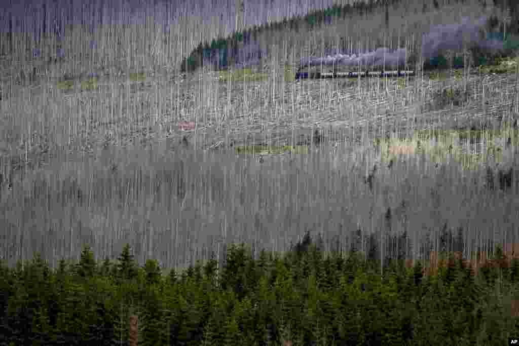 A steam train travels through the Harz mountains, where many of the trees have been destroyed by the bark beetle and drought, near Schierke, Germany.