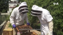 Pollinators