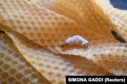 SCIENCE-PLASTIC/