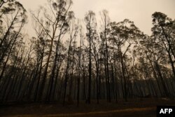 Pohon-pohon yang terbakar di sepanjang jalan Great Alpine di daerah yang hancur akibat kebakaran hutan di Sarsfield, negara bagian Victoria, Australia, 3 Januari 2020. (Foto: AFP)