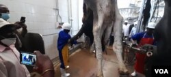 Isisebenzi sitshengisa uMnu. Constantino Chiwenga labanye indlela oluhlinzwa ngayo inkomo eCold Storage Company koBulawayo